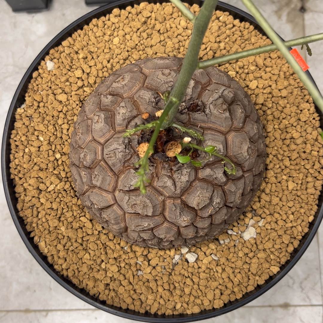 精品盆栽养定的龟甲龙111号