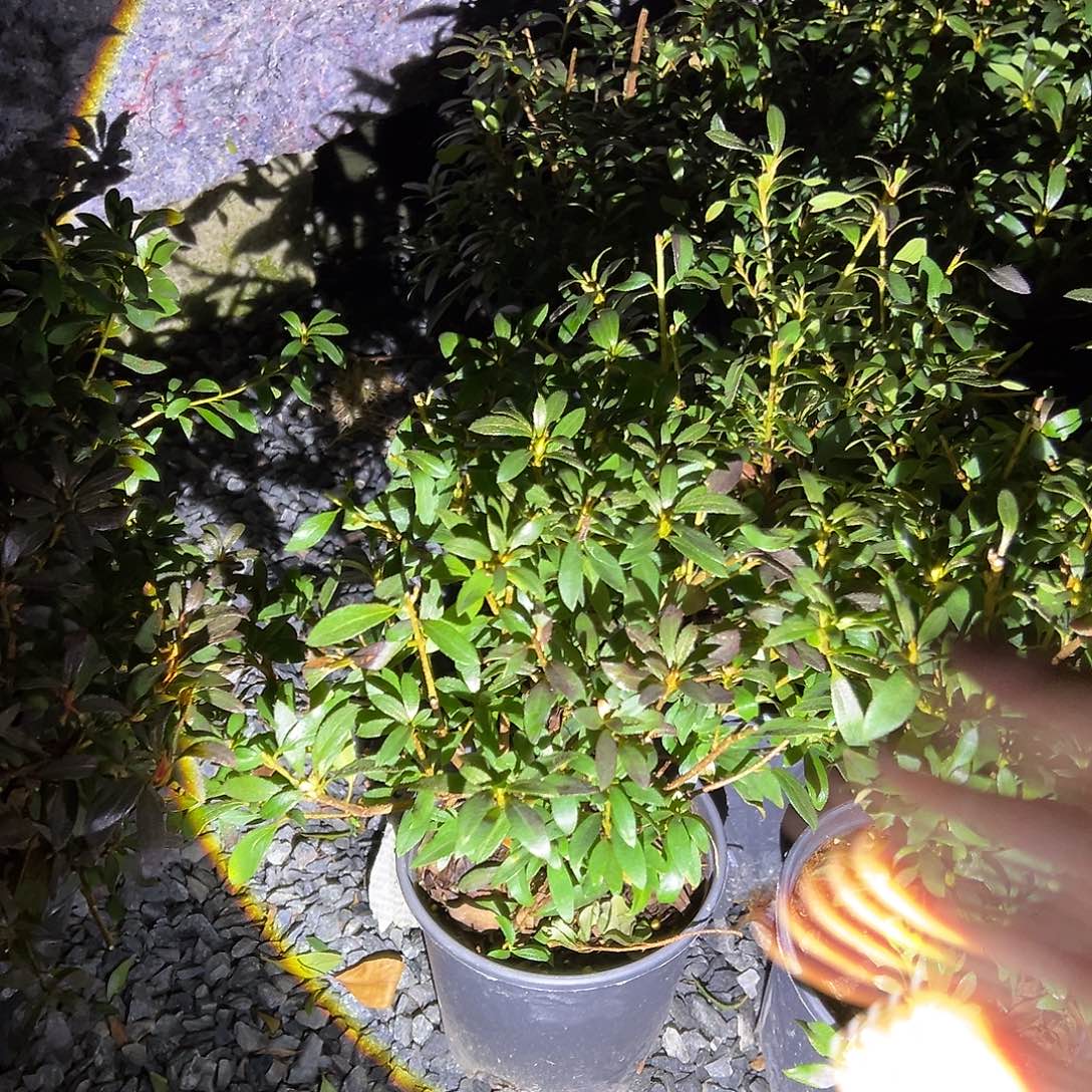 无花朵盆景皋月杜鹃千浴