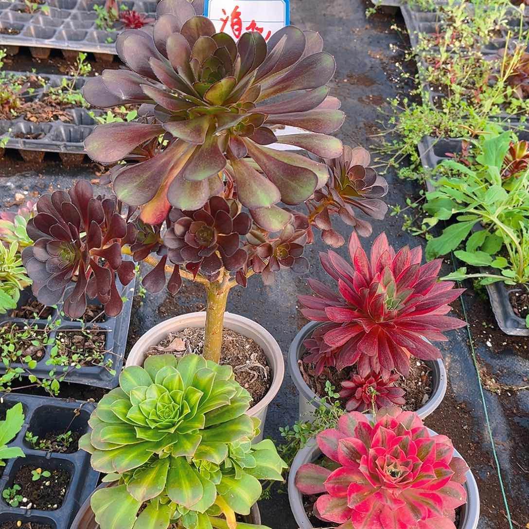 组合4颗法师，，，，，，