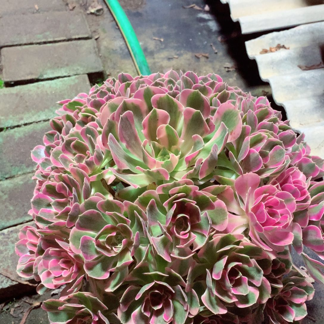 粉女郎，多肉植物的