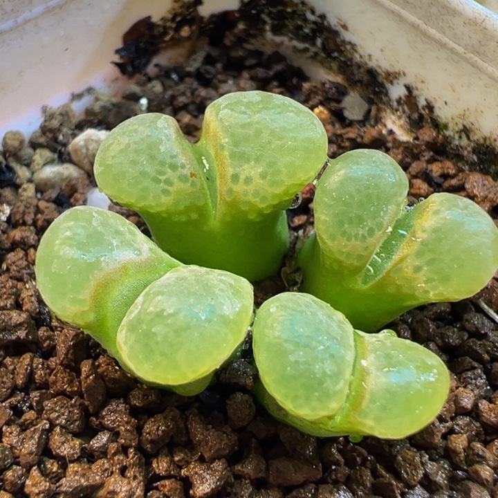 粉芭比多肉植物盆栽植物