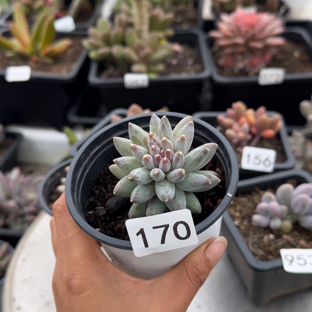 170号一物一拍一物一拍