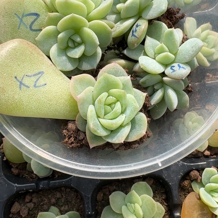 好***.151谪仙加云间饭盒一组四颗