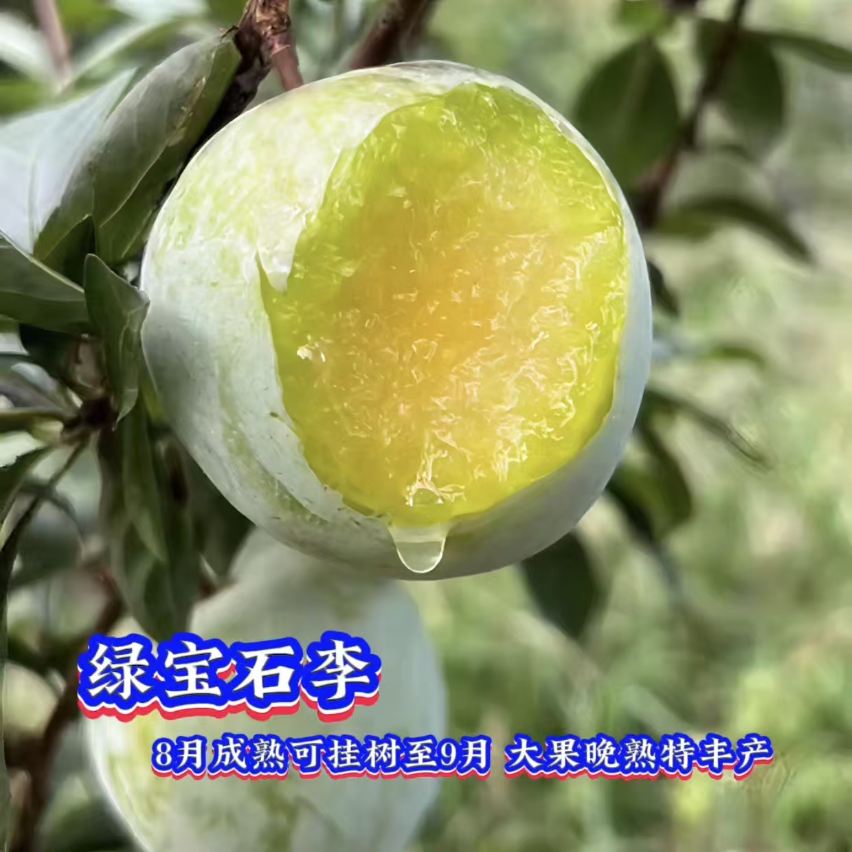 绿宝石李树苗/晚熟大果黄肉李裸根苗/李子苗/果苗