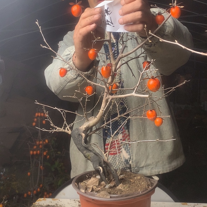 庄***》无花朵我们的目标是成为