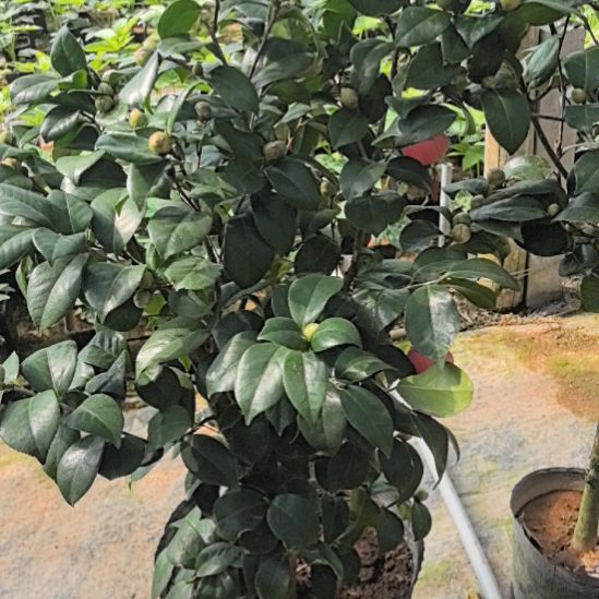 完全开放宽彩带砍头桩