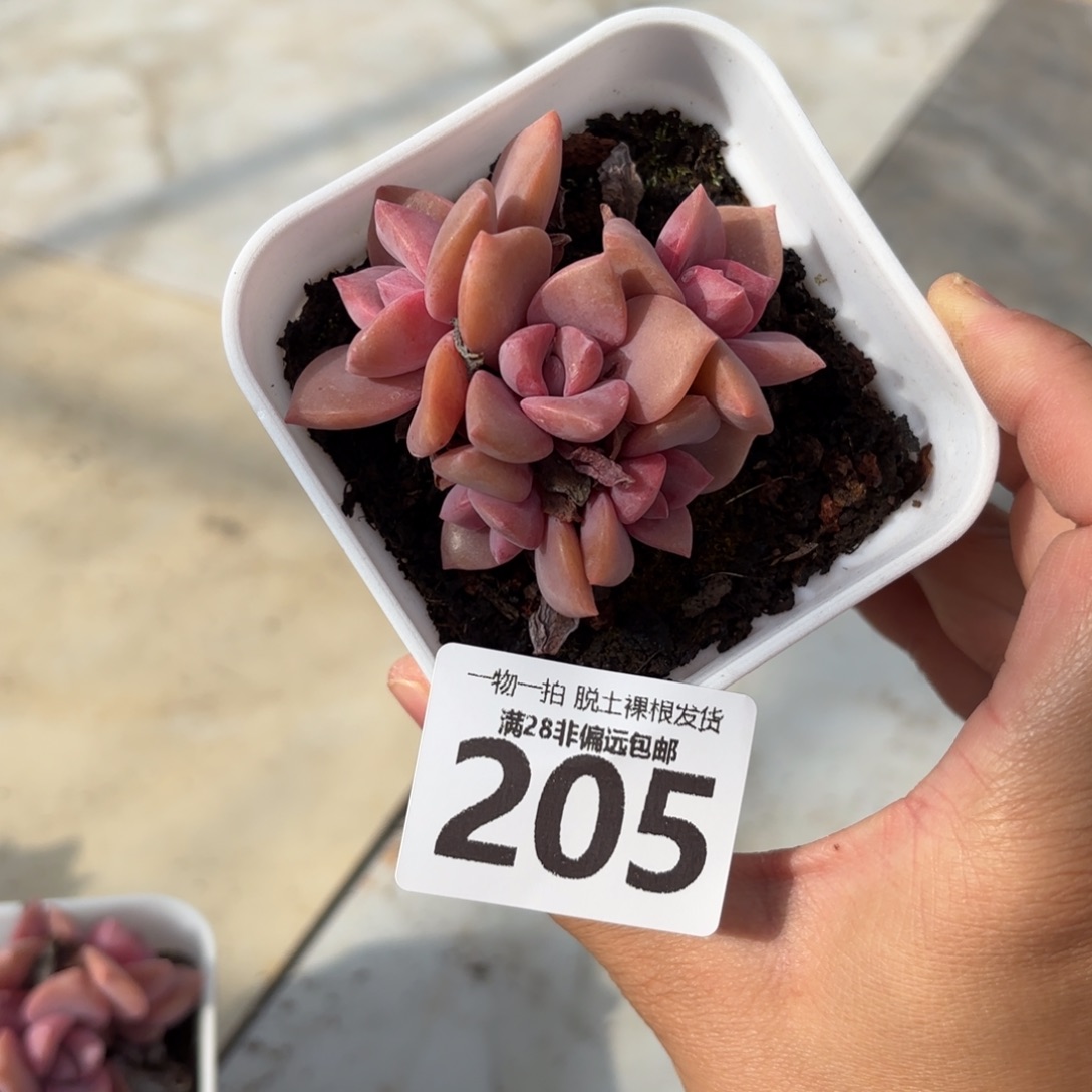 彩虹糖爱心造型无盆土
