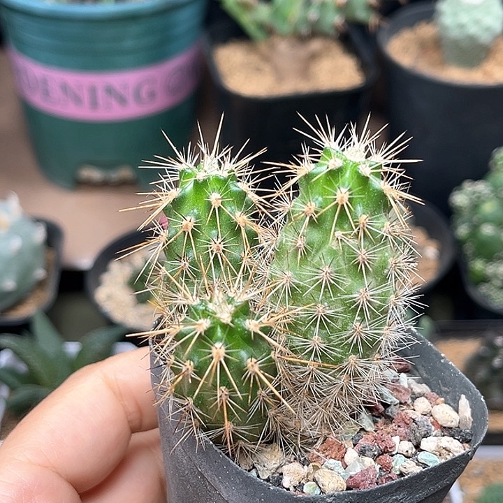 无花朵3头kp种源实生虾