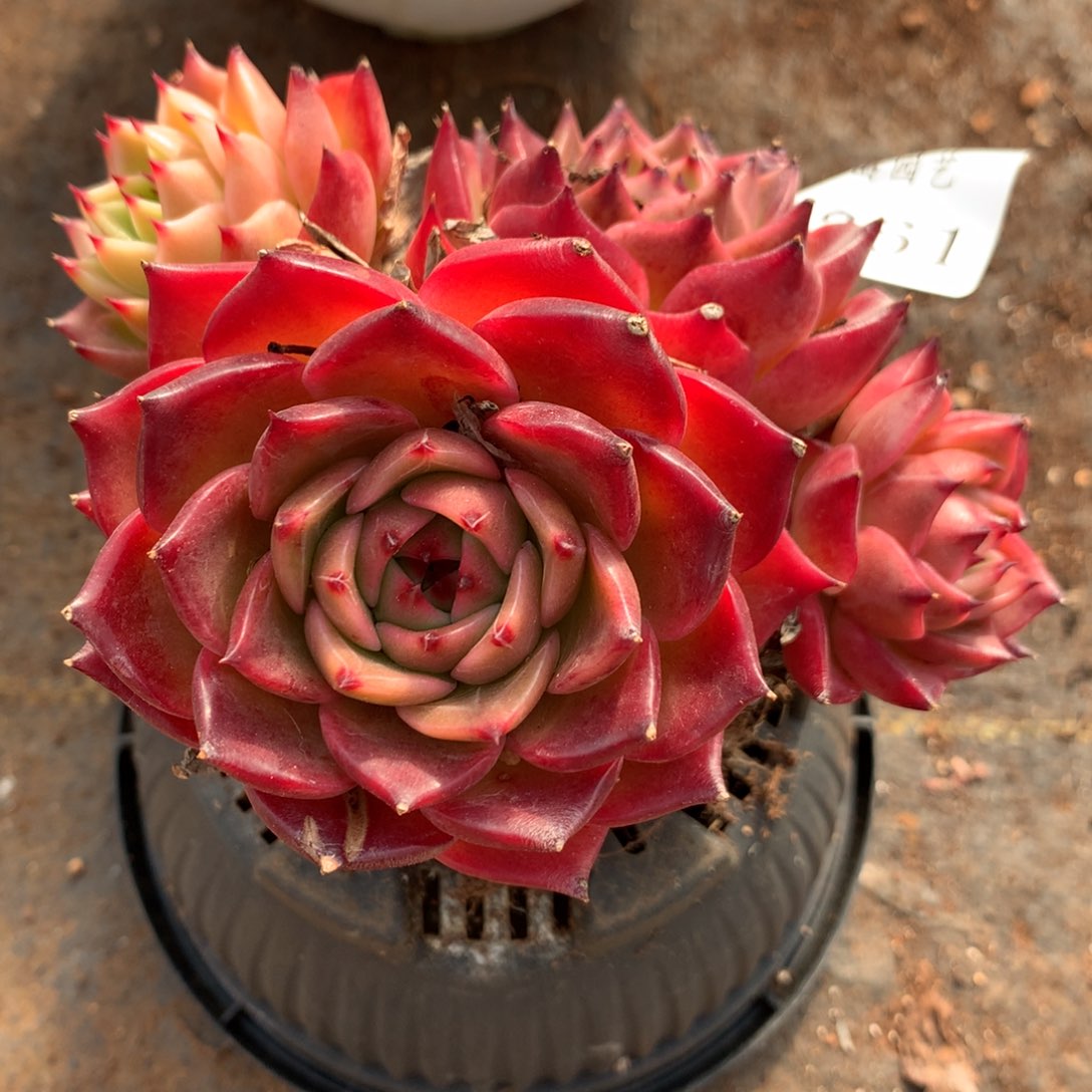 7361新年快乐发发发