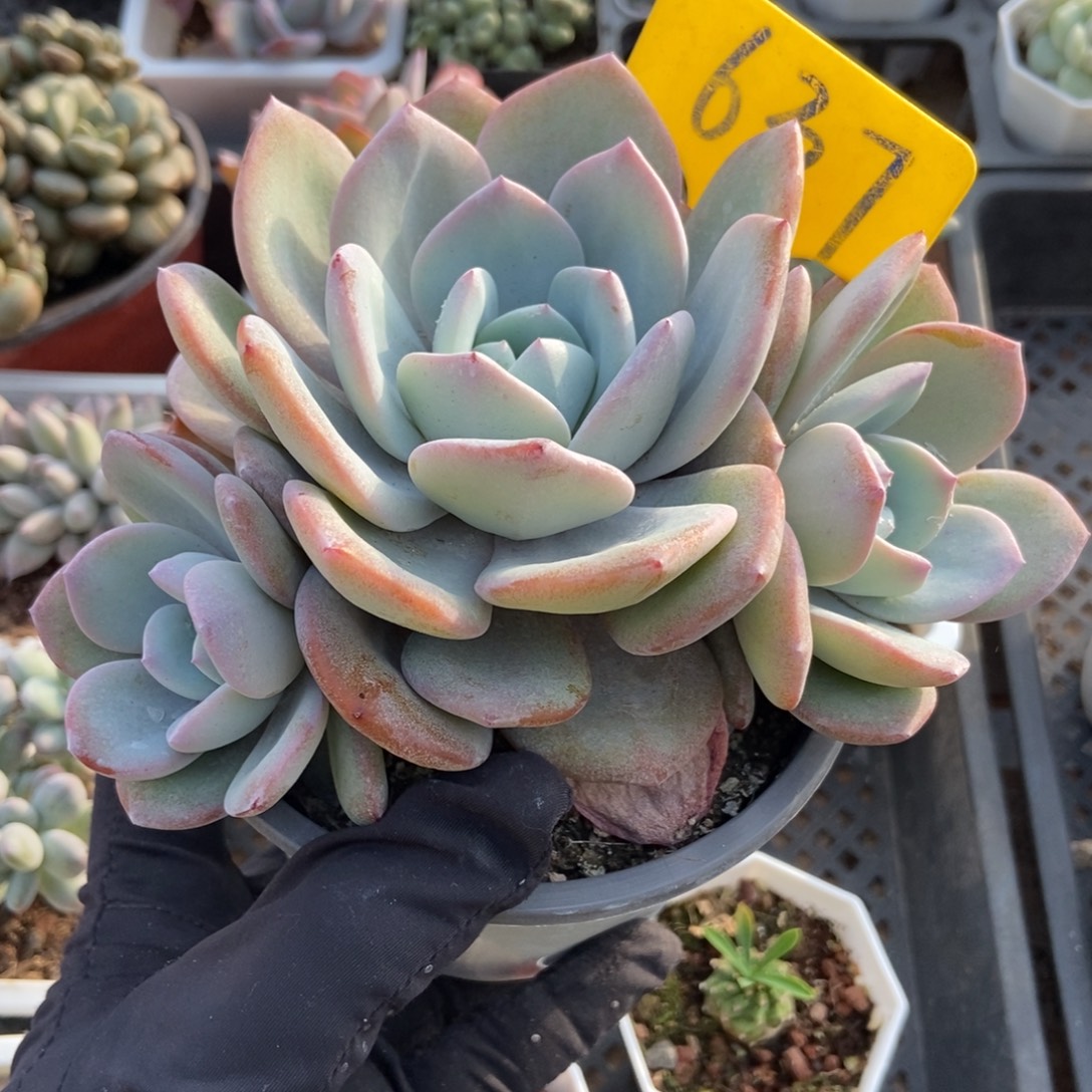 637奶茶多肉植物多肉