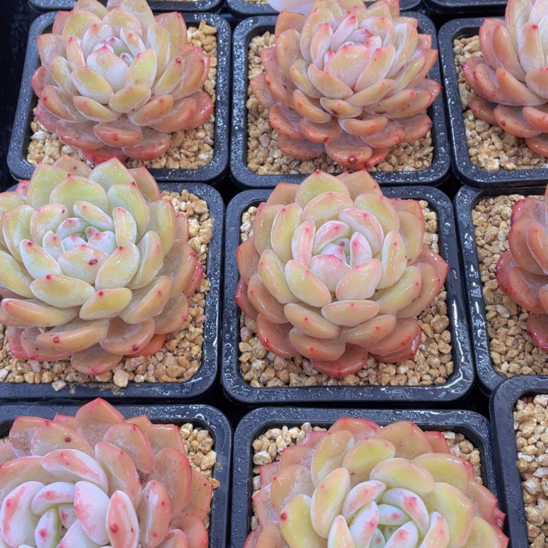 量拍7号 冰透优选雪天使大单头一个