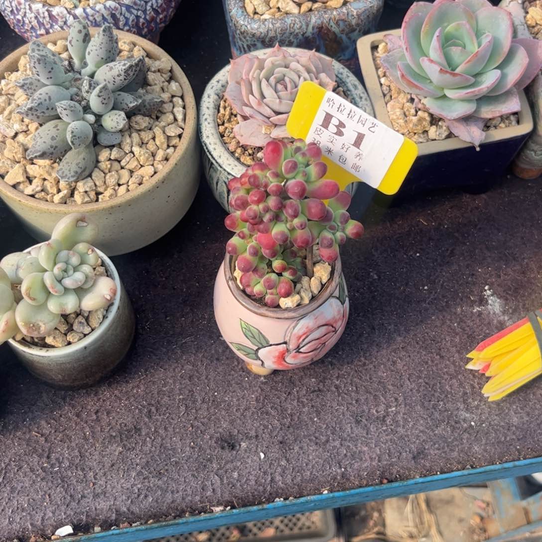 住****妞多肉植物1111111