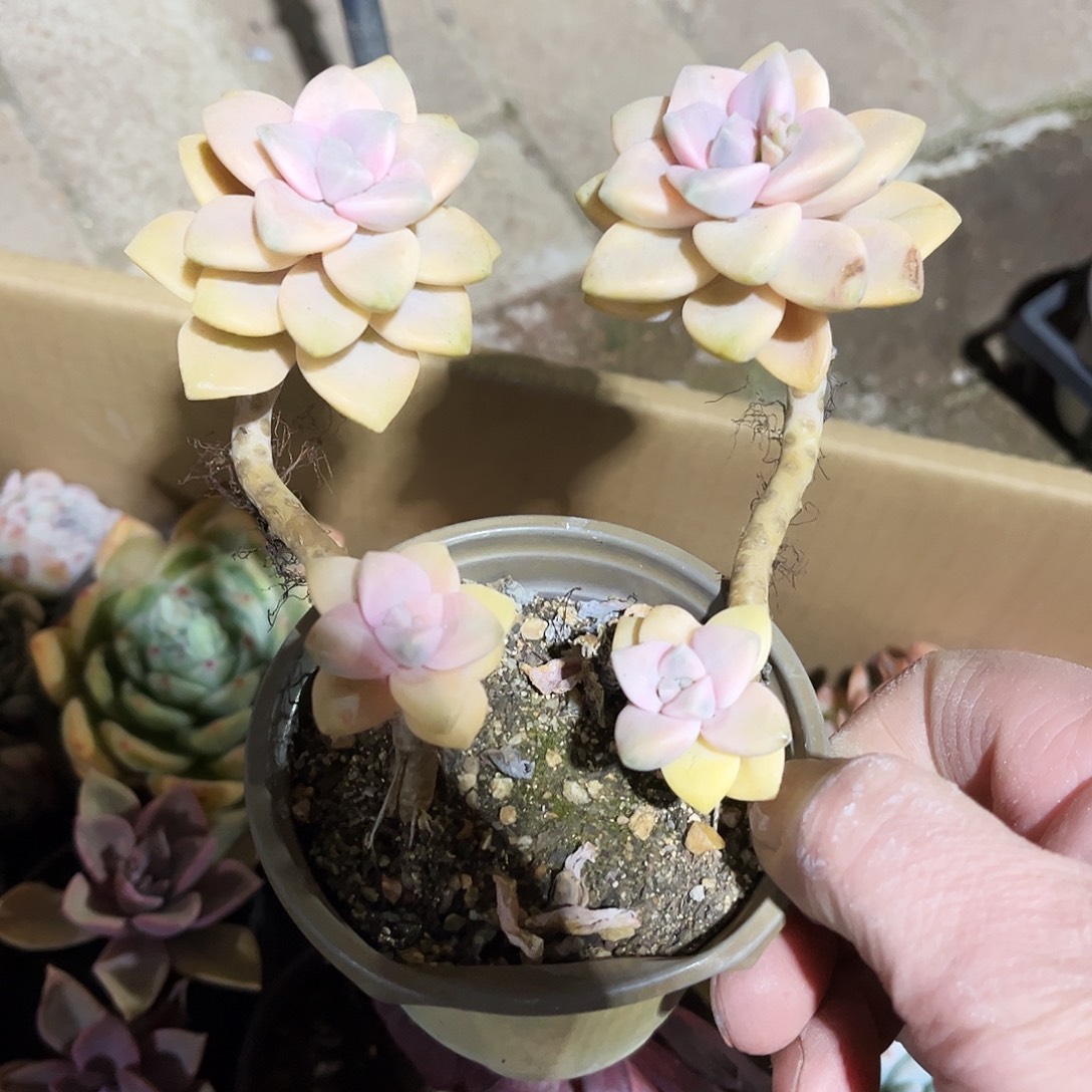 财****?136多肉植物提取萃取剂