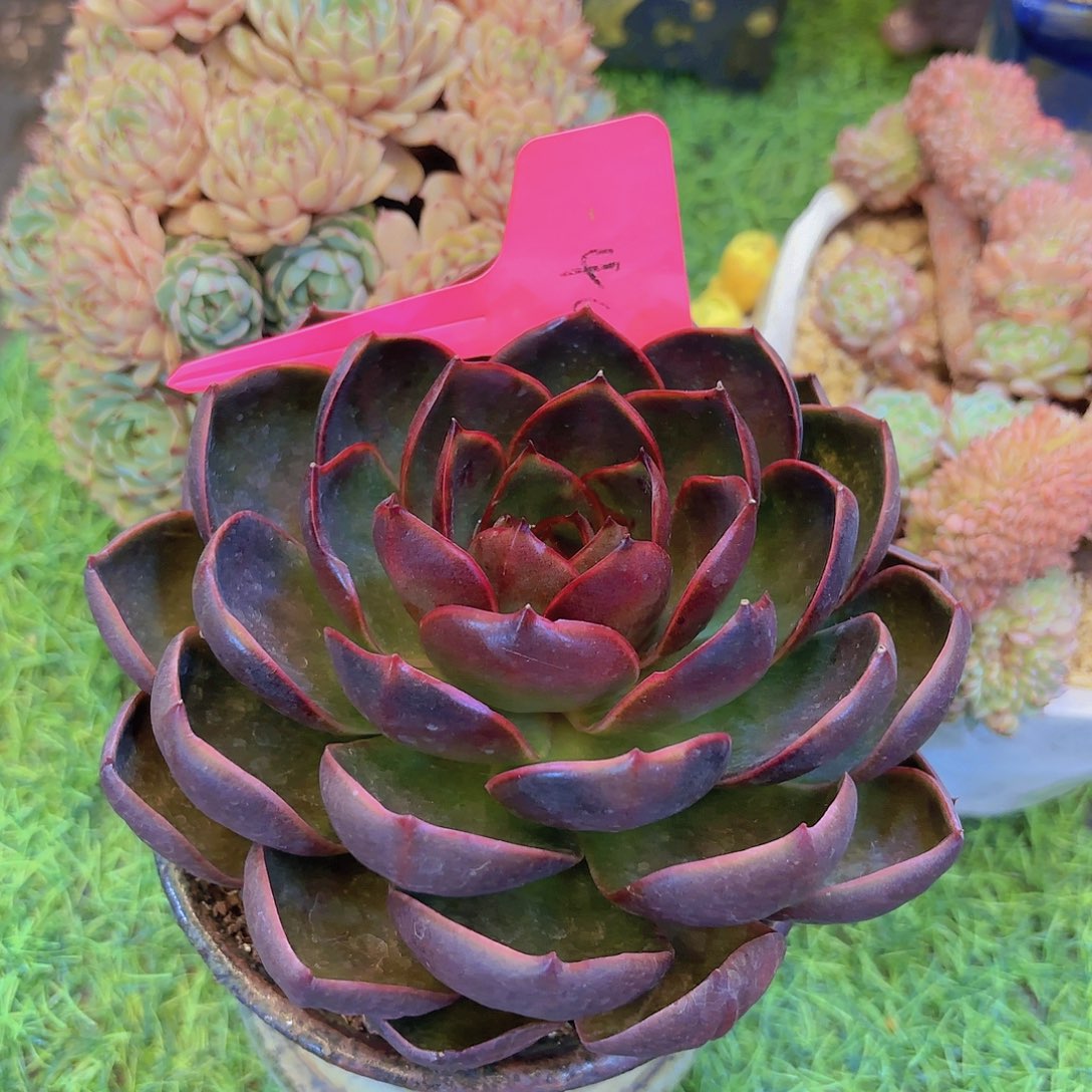 多***肉云南金致家精品多肉