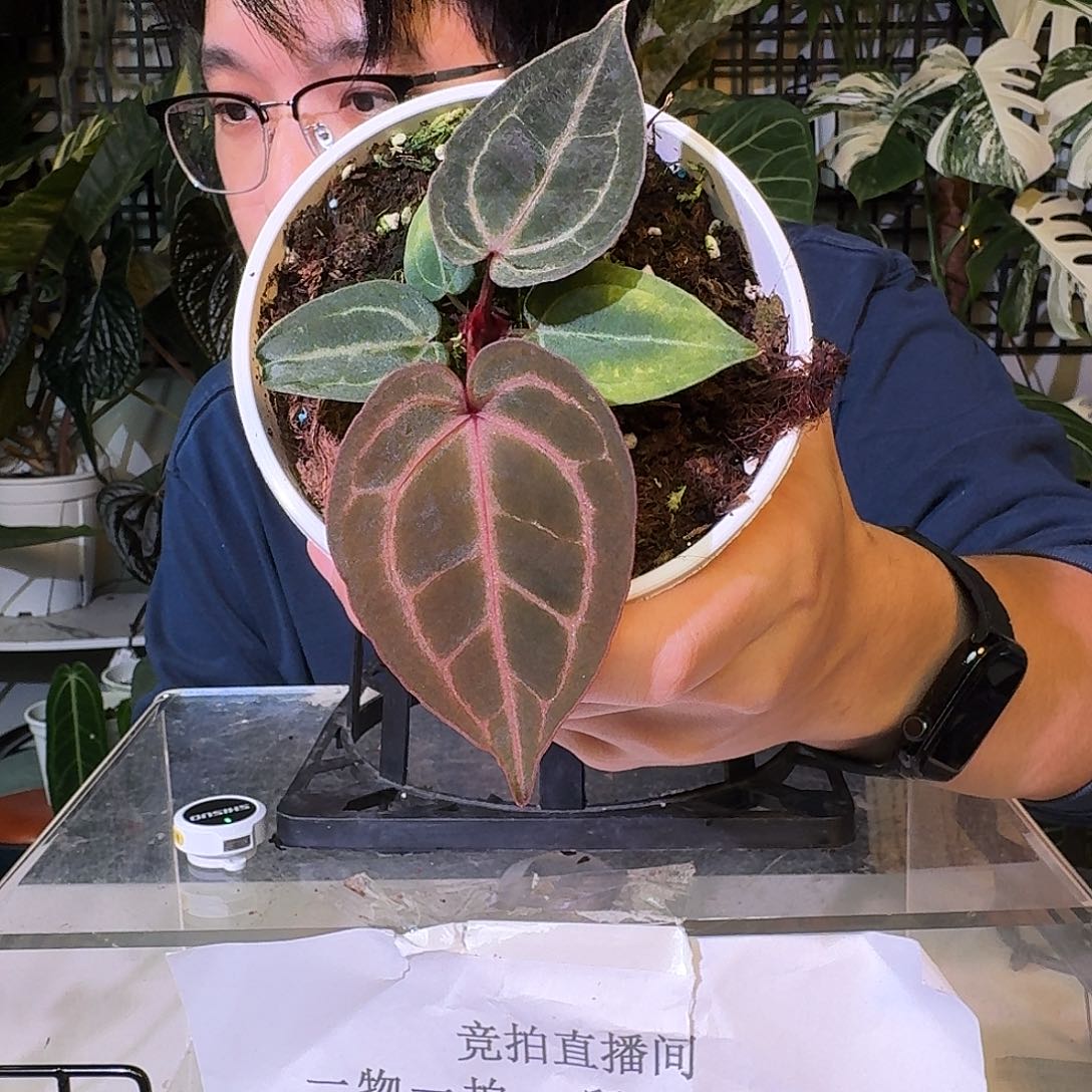 不开花植物C41籽播米歇尔