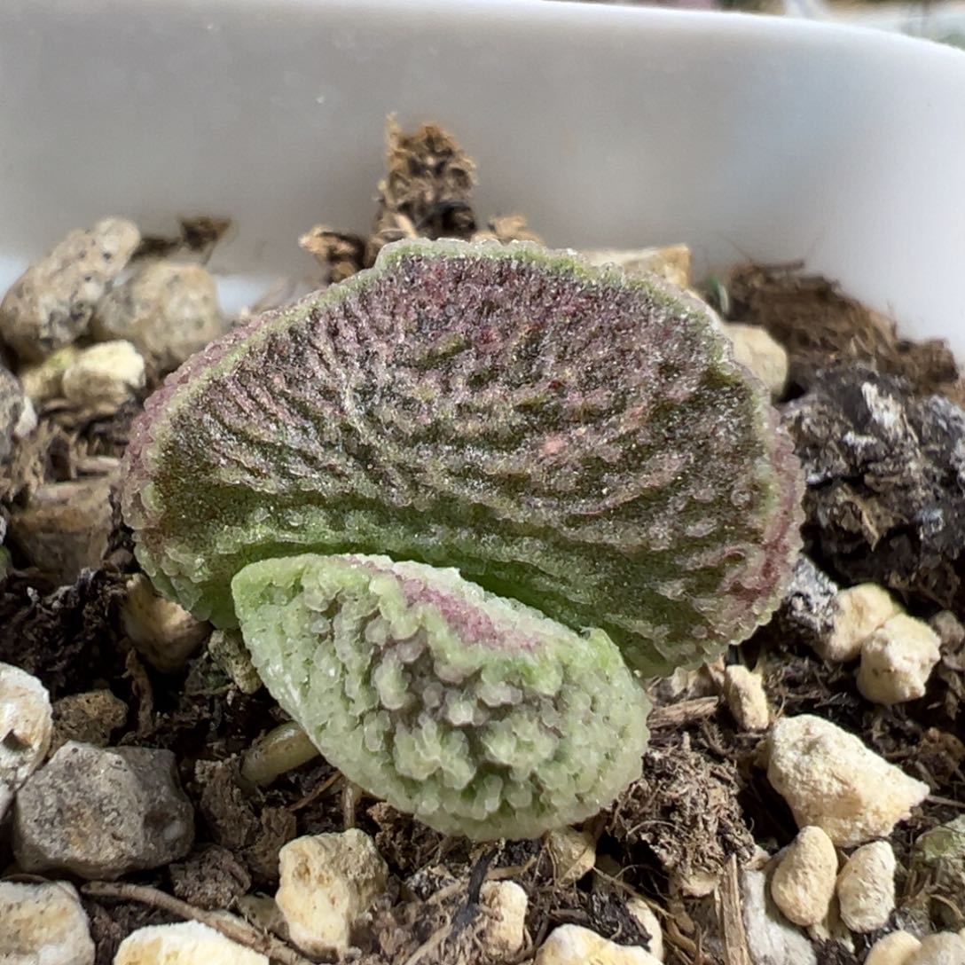 贝壳形状实生新品多肉植物水泡