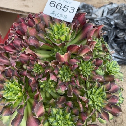 韶华多肉多肉6653