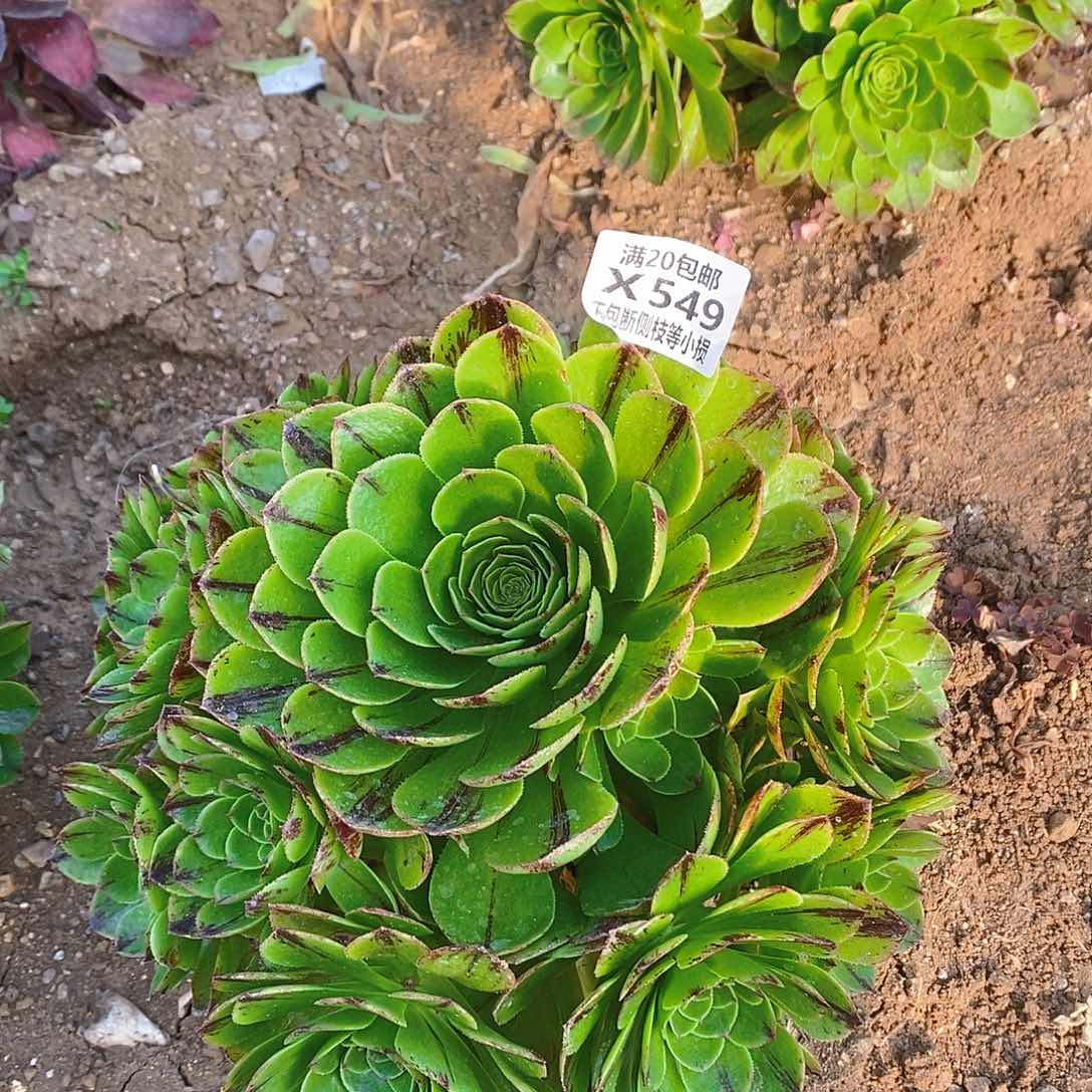 549绿魔多肉法师锦