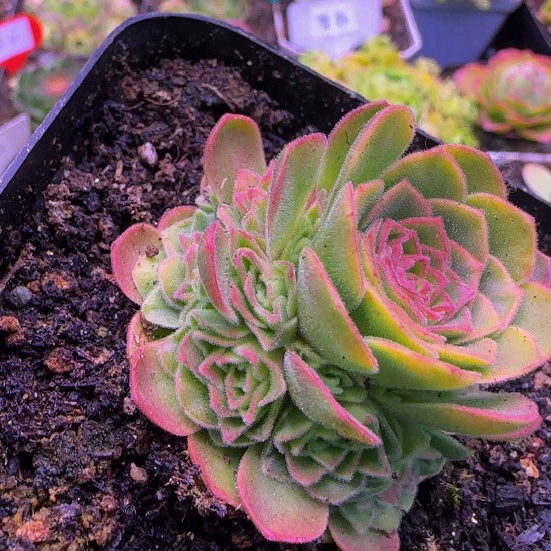 伊人捧花123524576864646453646