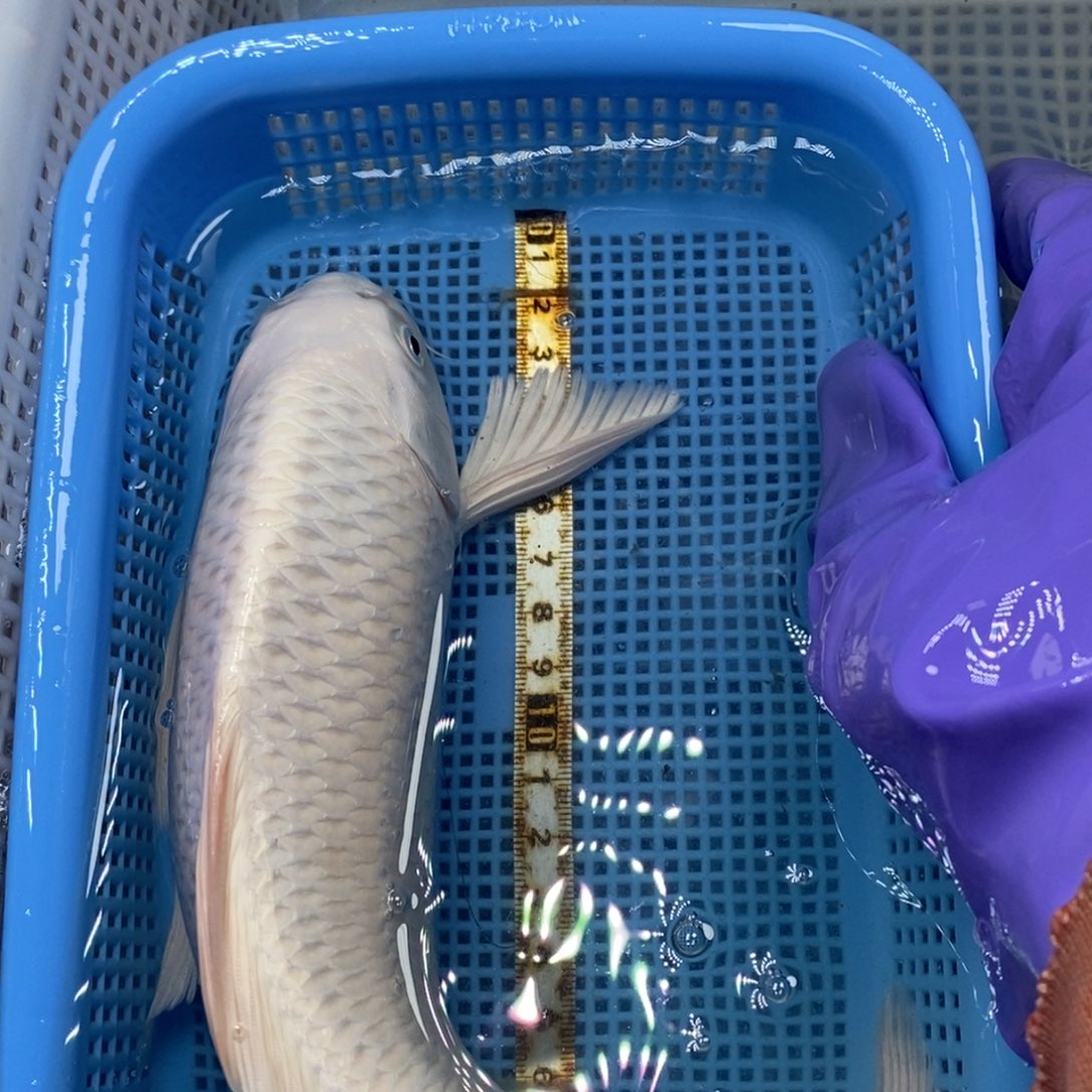 锦鲤冷水锦鲤包邮