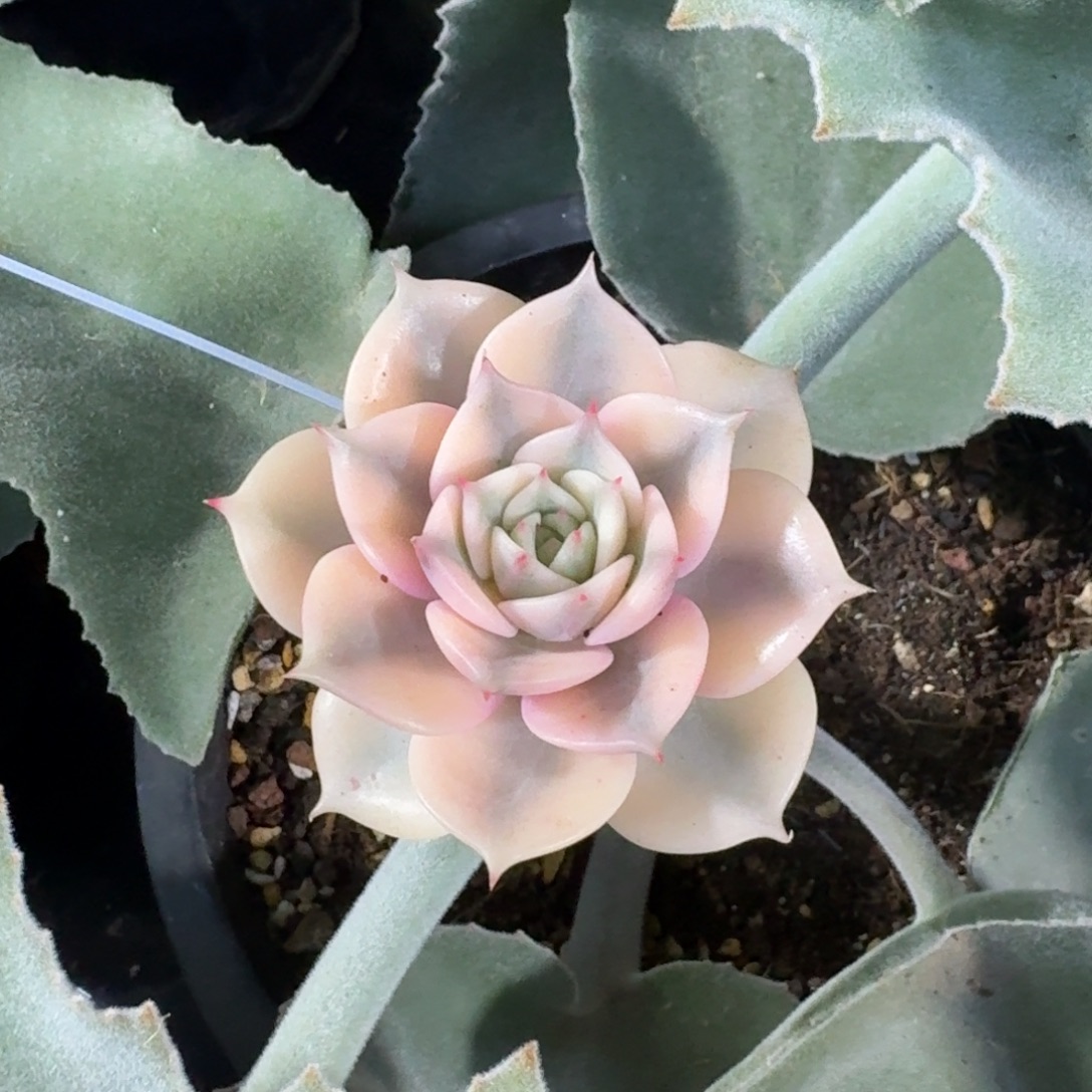 贝加尔湖一物一拍多肉