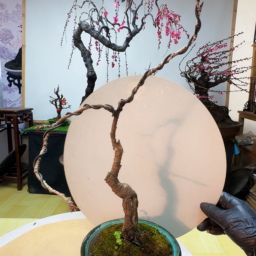 旺***旺无花朵xfvnl顺丰硅胶健康