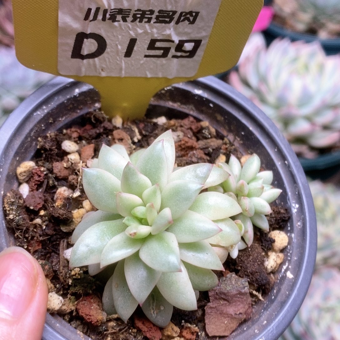 D159黄金叶锦锦锦锦锦锦