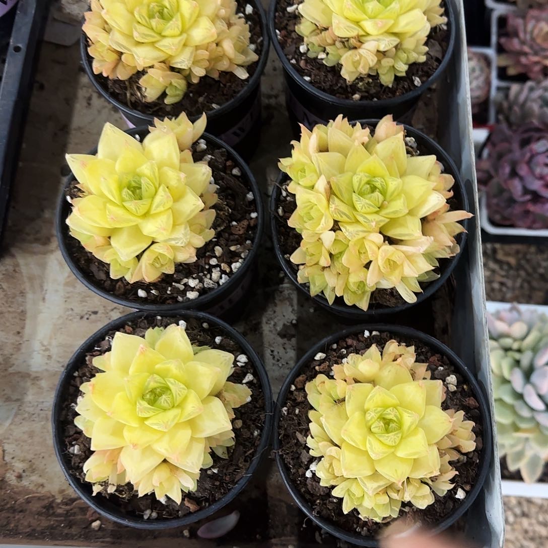 黄金玉露锦多肉植物