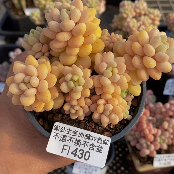 洛可可运输会掉叶430多肉植物