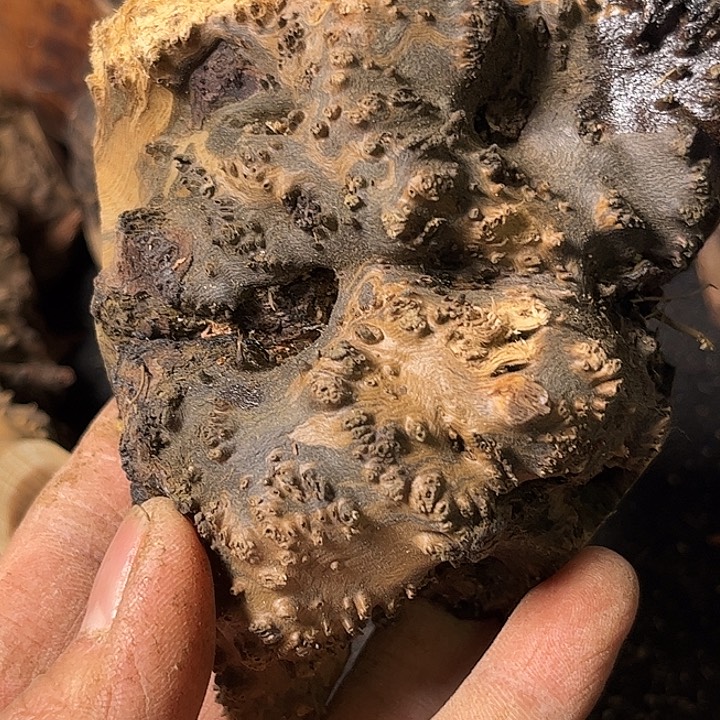 与***昏香榧木我，你的生活方式是什么