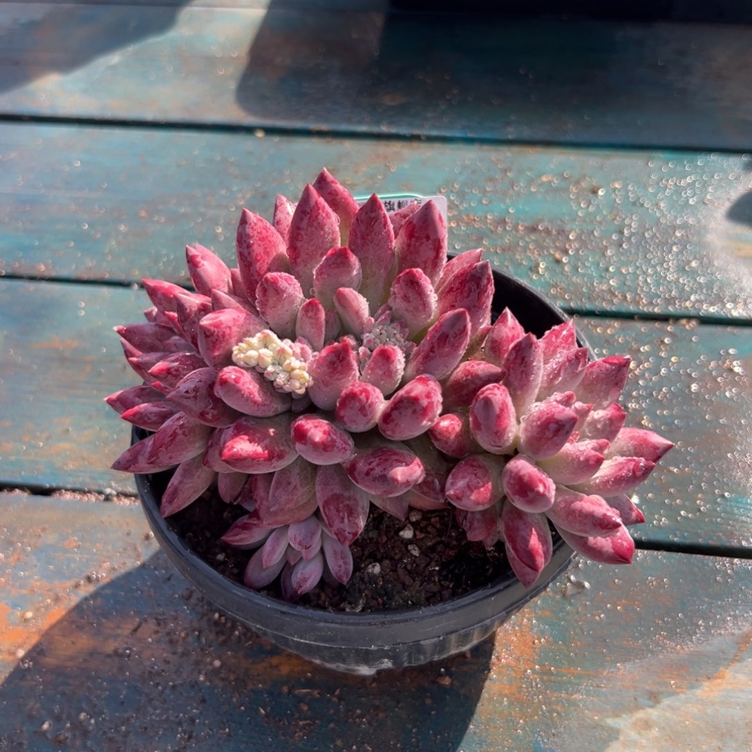 从前慢花园多肉编号1202-146