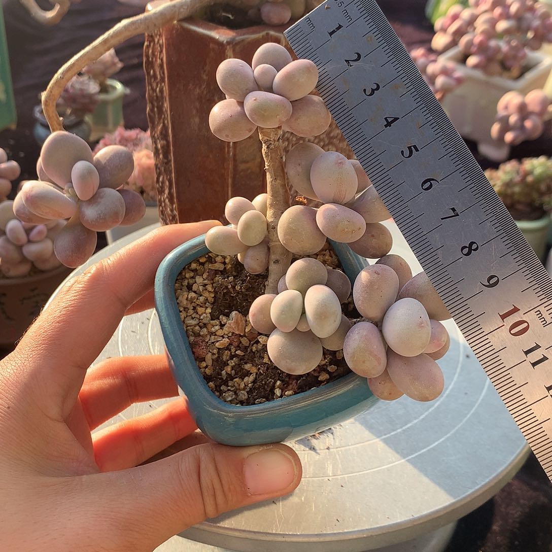 80号带盆偏远地区不包邮的