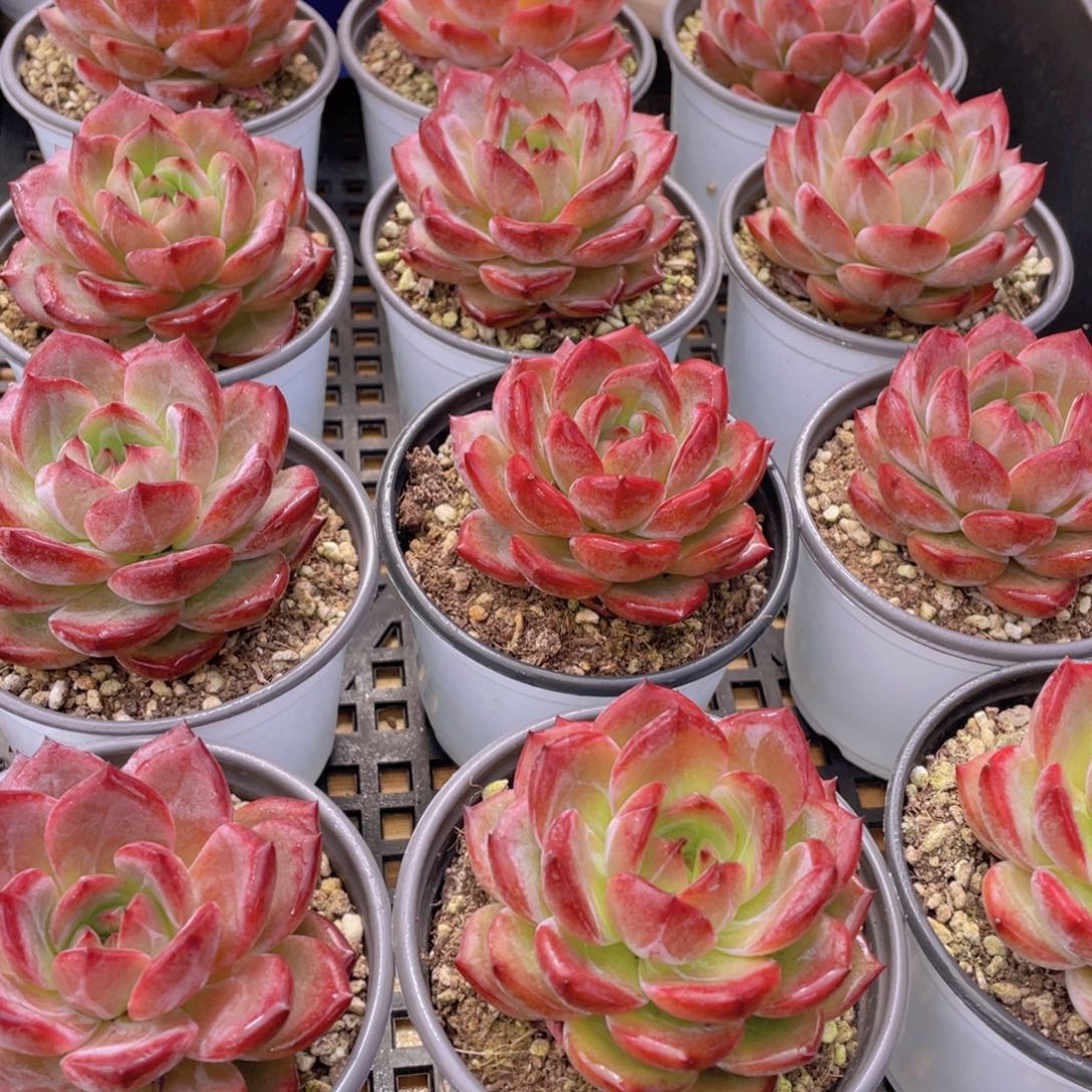 量拍4号 宽叶全状态夜魔侠母本单头一个