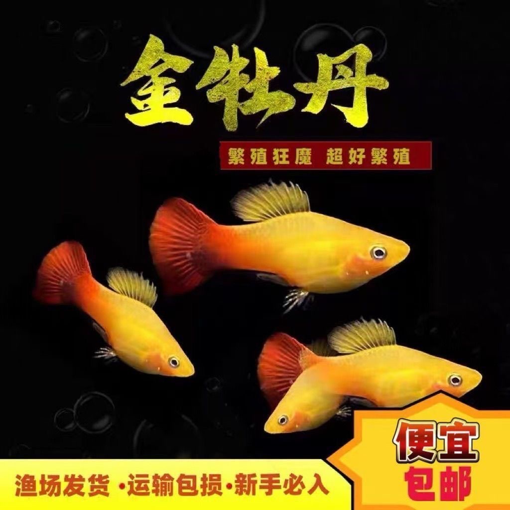 大号金牡丹鱼3厘米加胎生观赏鱼热带鱼直接生小鱼