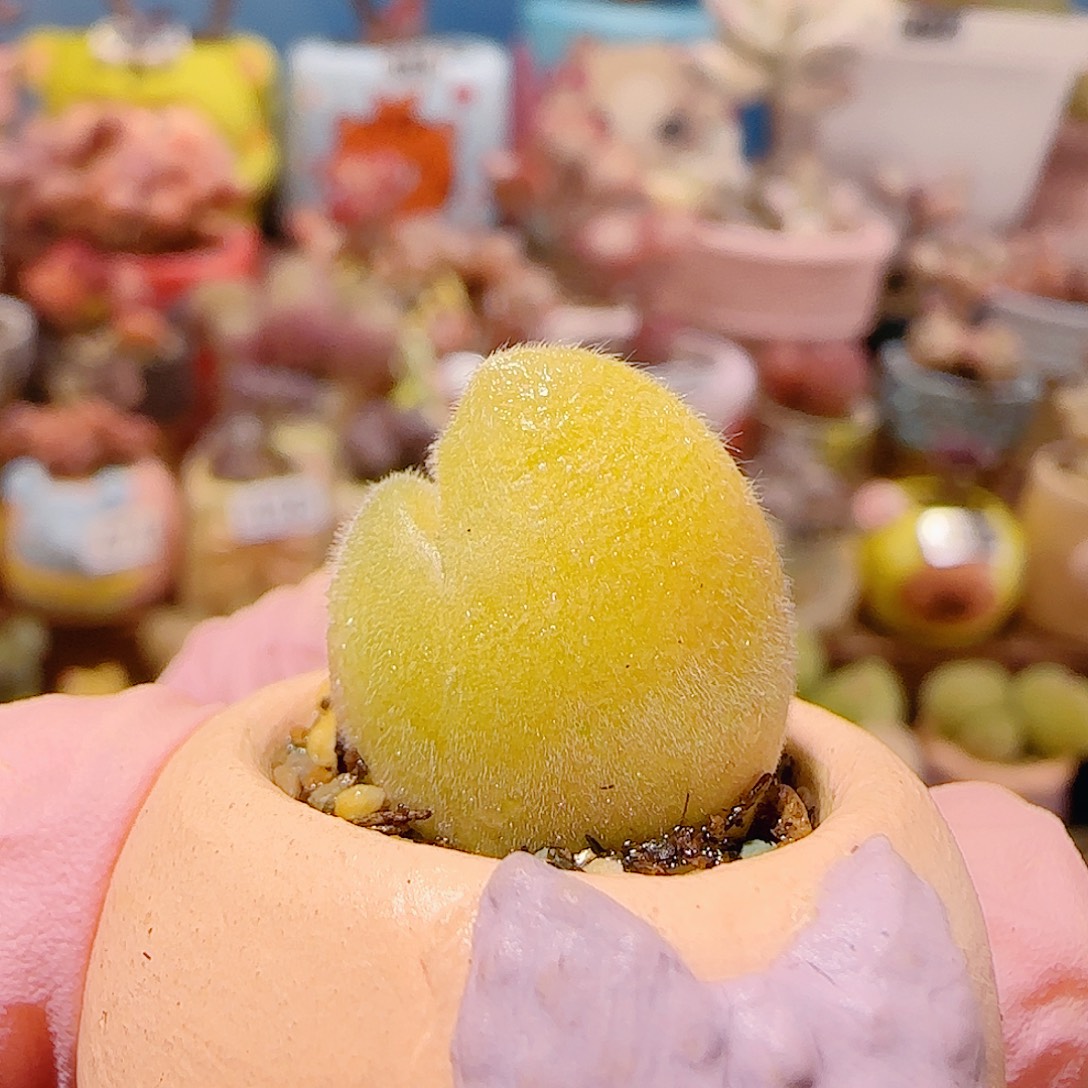 T蟹钳毛翠盆口2cm