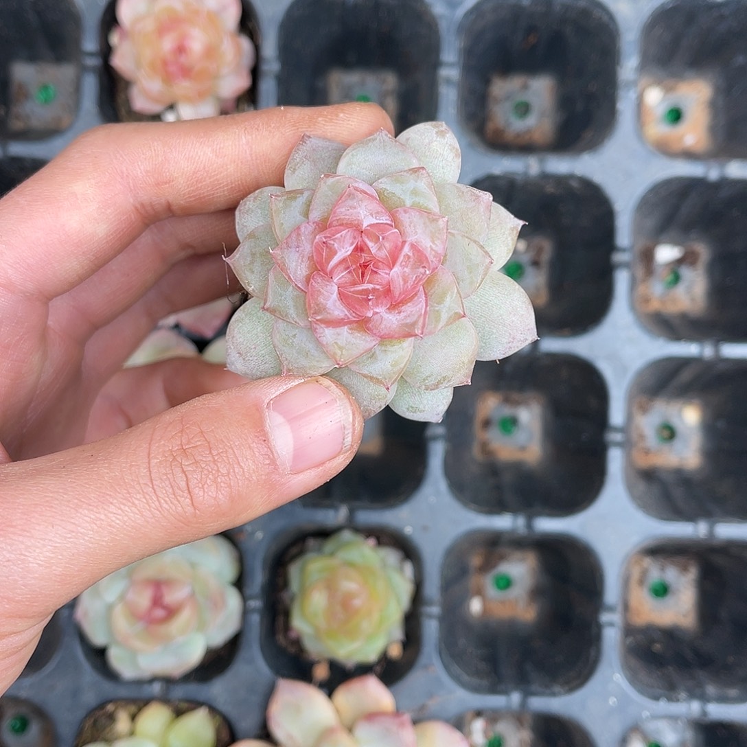 多肉一物一拍24-159