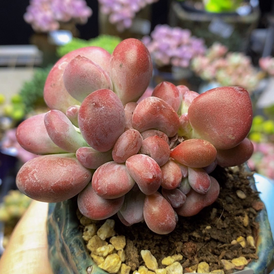 039 奥普6 厘米多肉