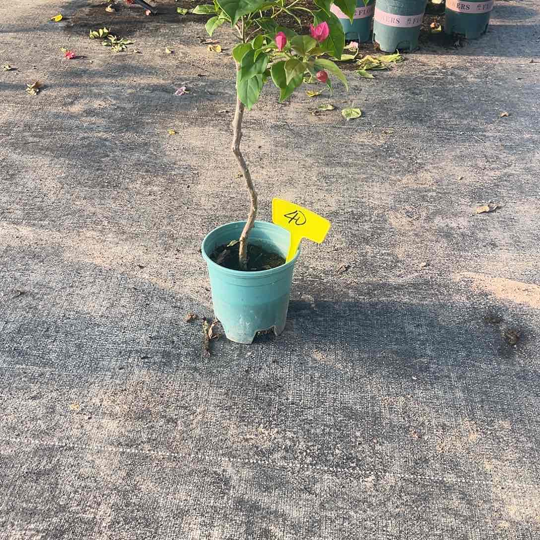 当前无花栽培后可以开花40玫瑰红