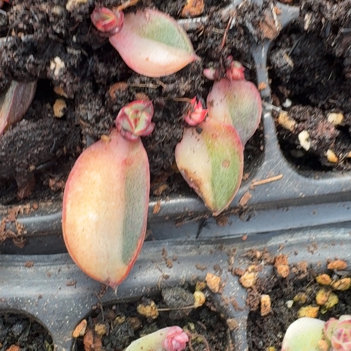 麒麟座叶片一物一拍216