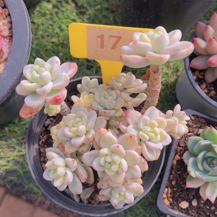 健健康康平平安安