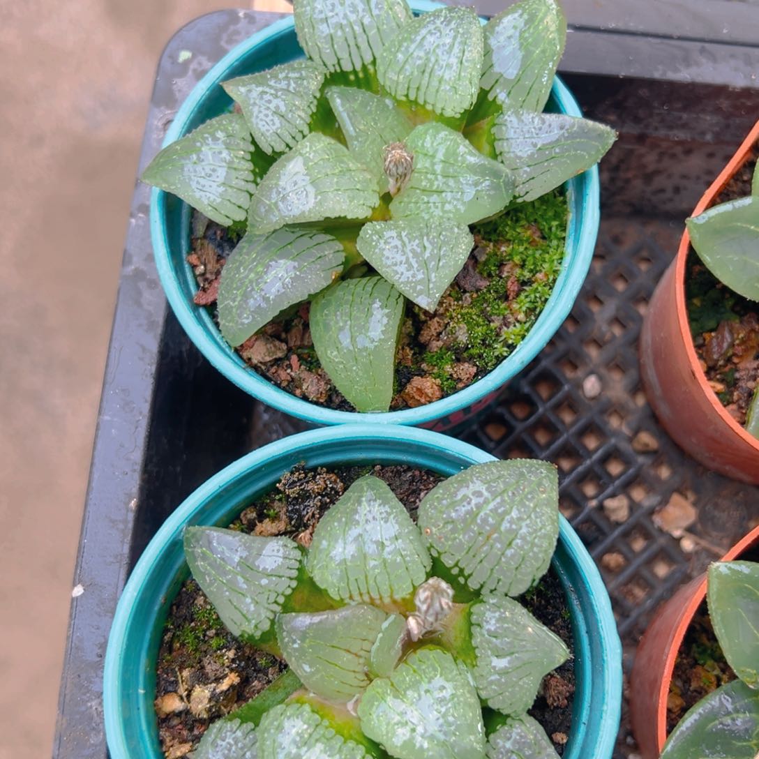 天空之境玉露多肉一颗