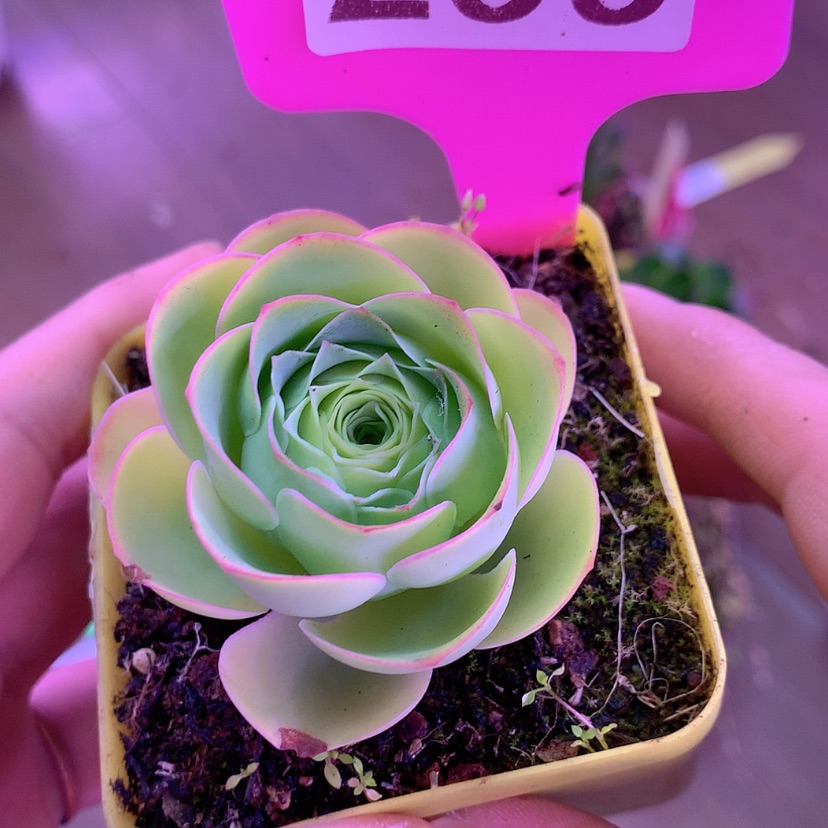 【闪购商品】我**缘yjj299