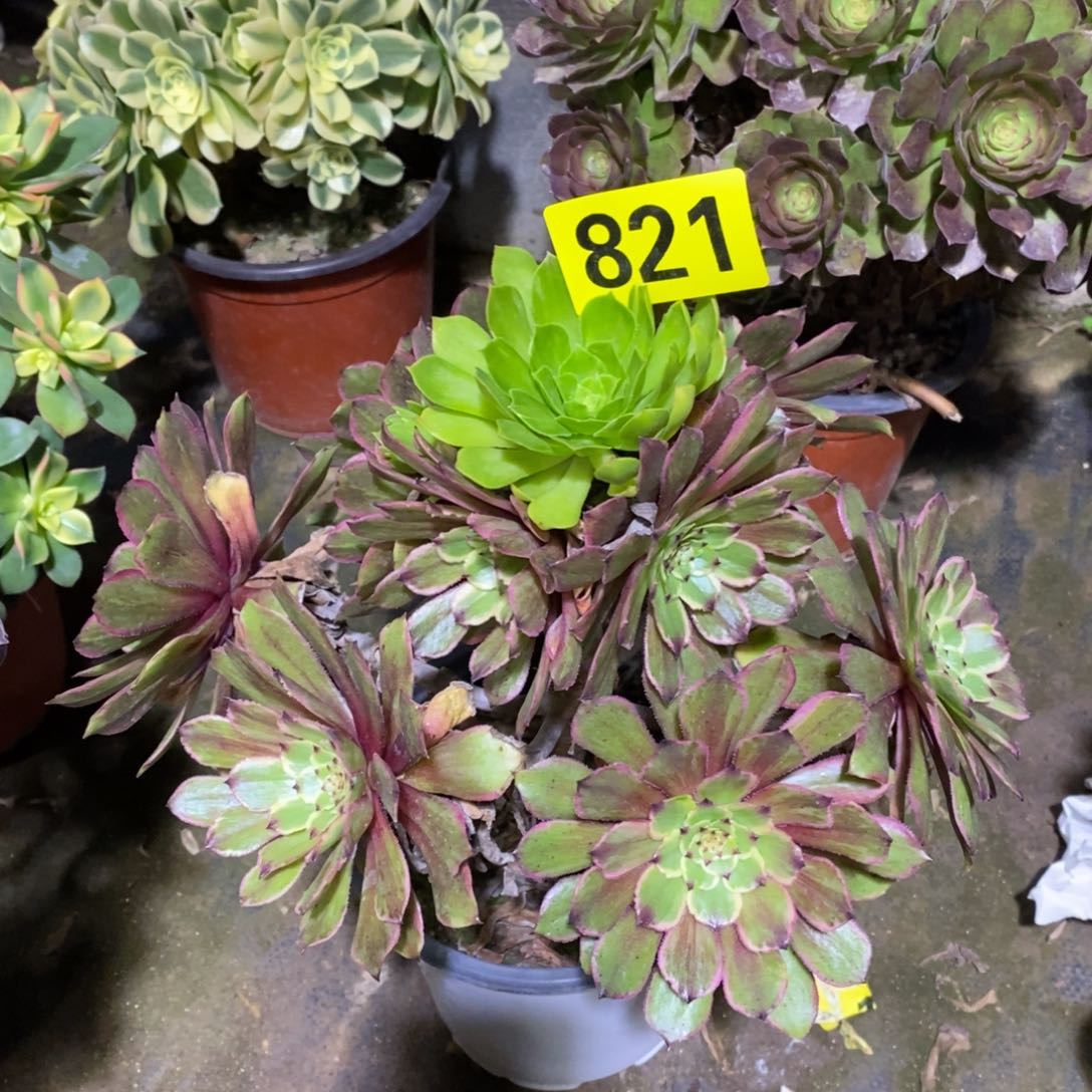 粉黛多肉法师821