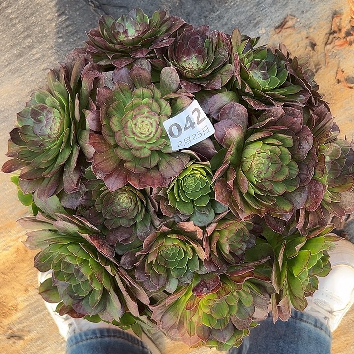 2.25-42花月夜多肉