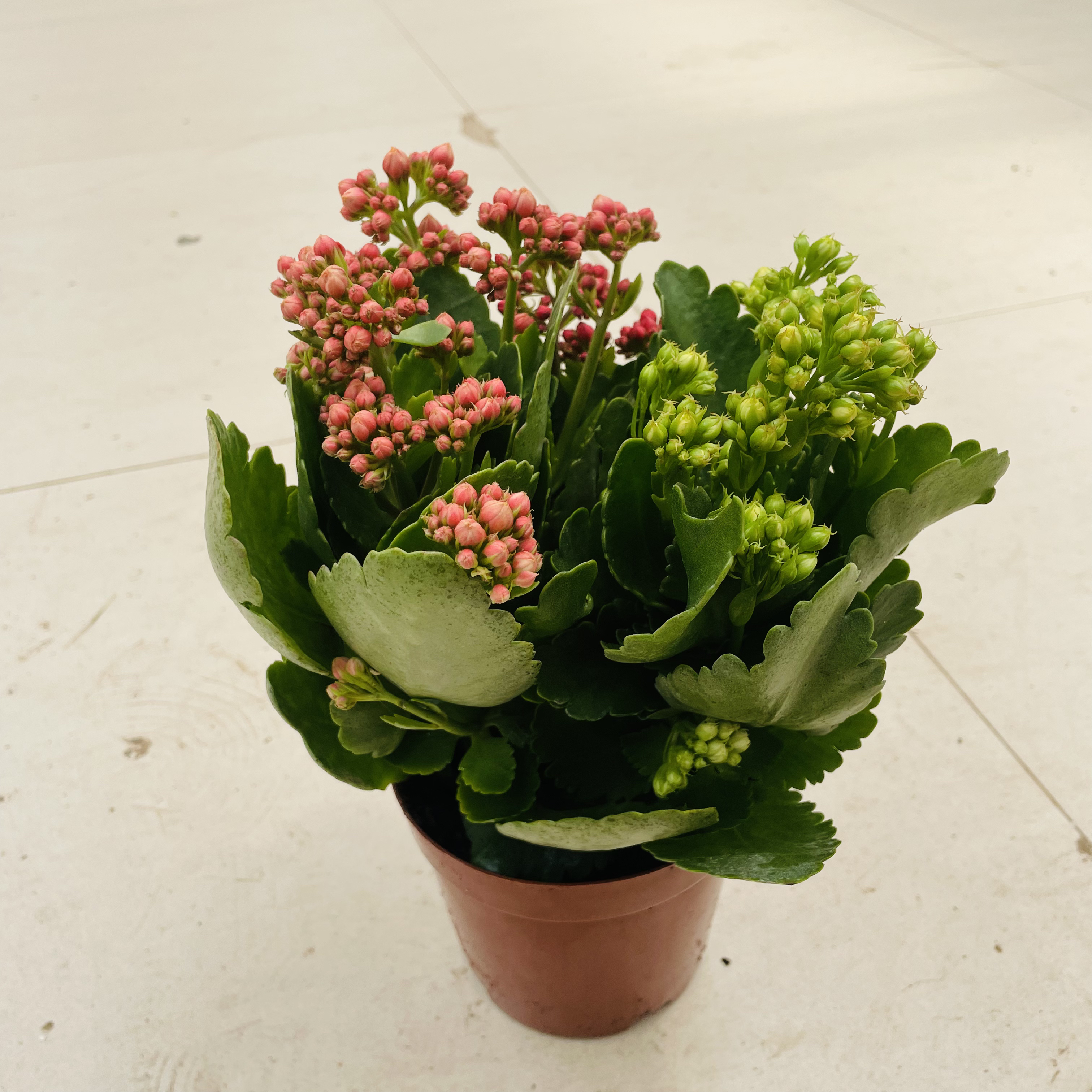 多色长寿花 室内开花盆栽