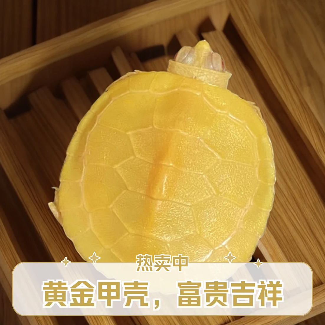 白巴果冻悖论黑巴焦糖巴西宠物龟优旺龟宠（非直播时间请勿下单）