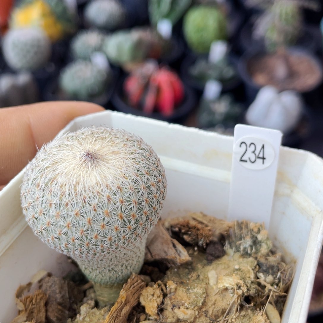 仙人球满28包邮盆5公分月世界实生3.2公分