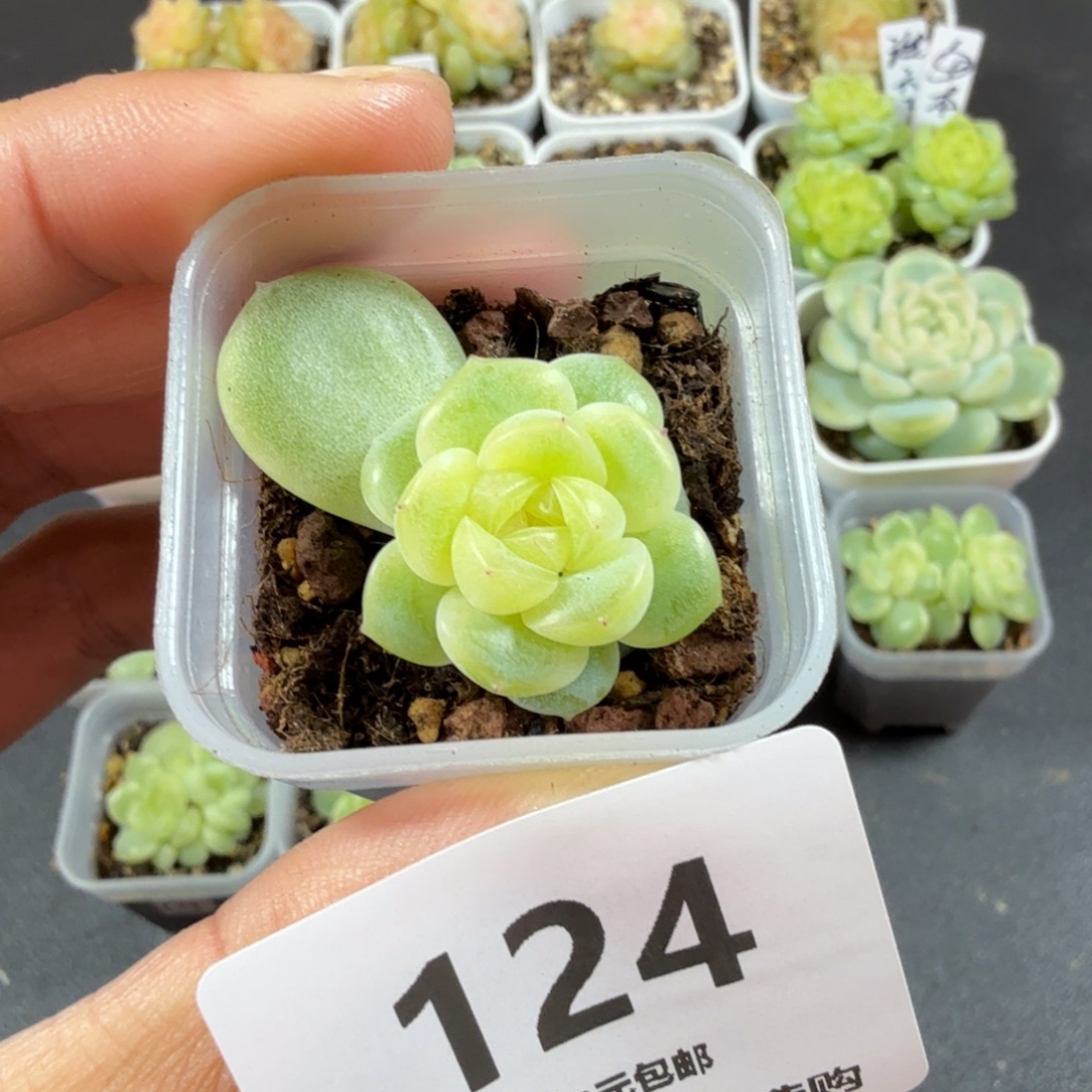 ᜊ***休奶油财富一物一拍124