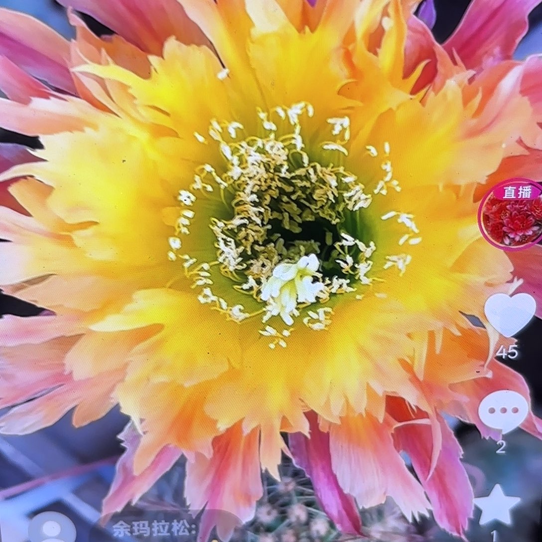 112毛侧牙20包邮22