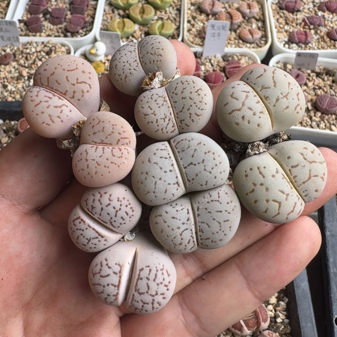 G041大白老母本多肉